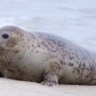 Kegelrobbe auf Sylt