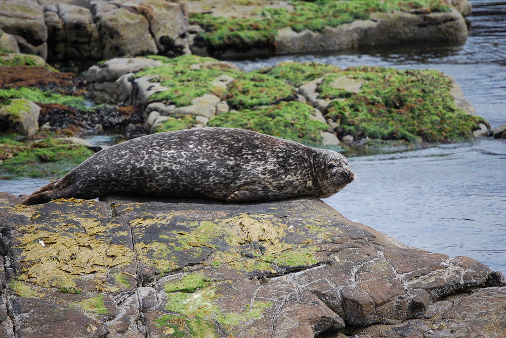 Kegelrobbe beim Sonnenbad auf den Shetland Inseln