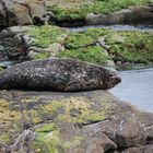 Kegelrobbe beim Sonnenbad auf den Shetland Inseln