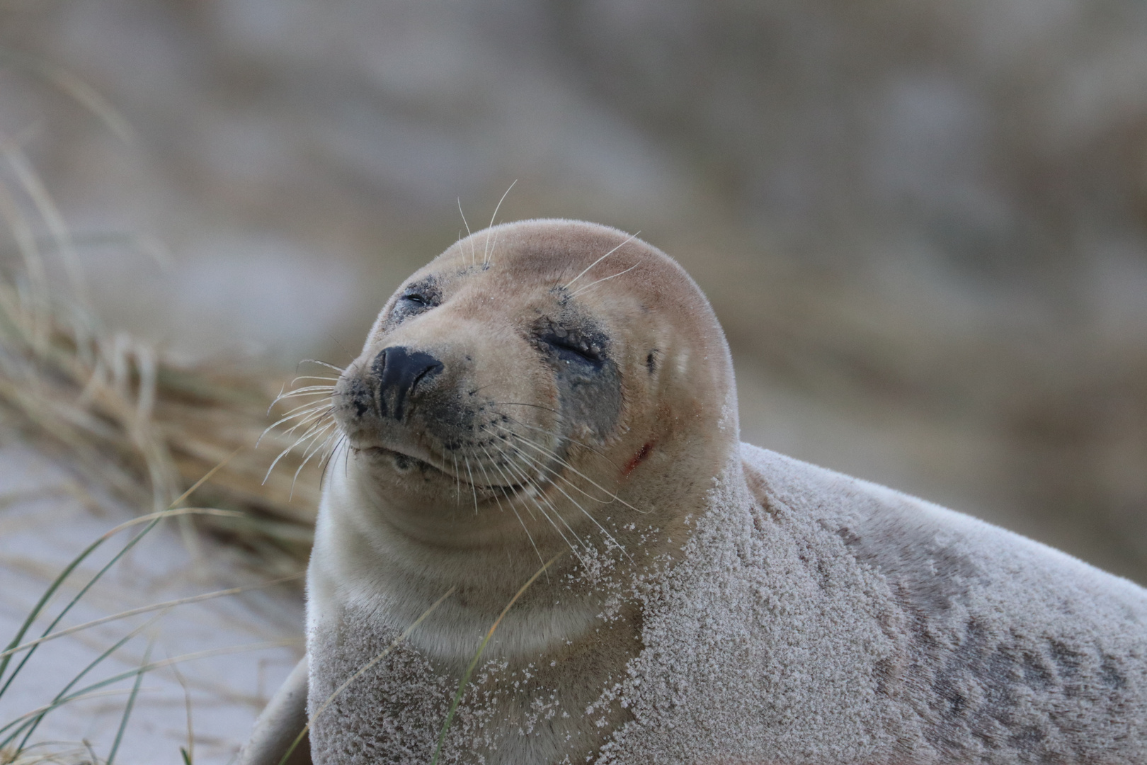 Kegelrobbe Foto & Bild tiere, natur Bilder auf