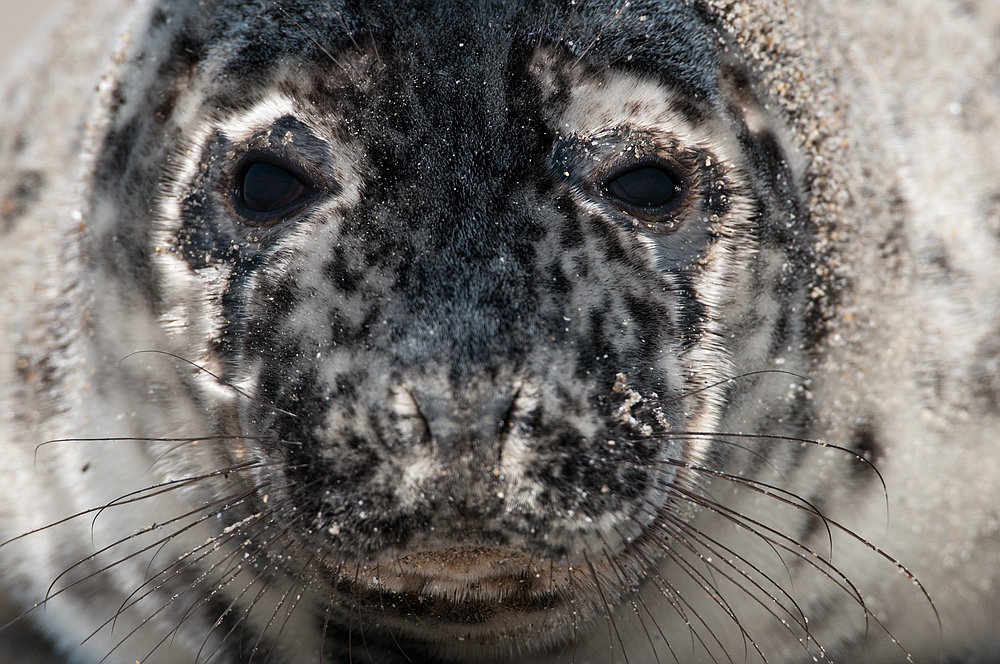 Kegelrobbe frontal (Halichoerus grypus)