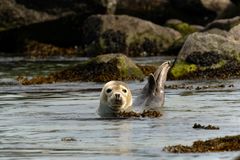 Kegelrobbe (Halichoerus grypus) auf Helgoland