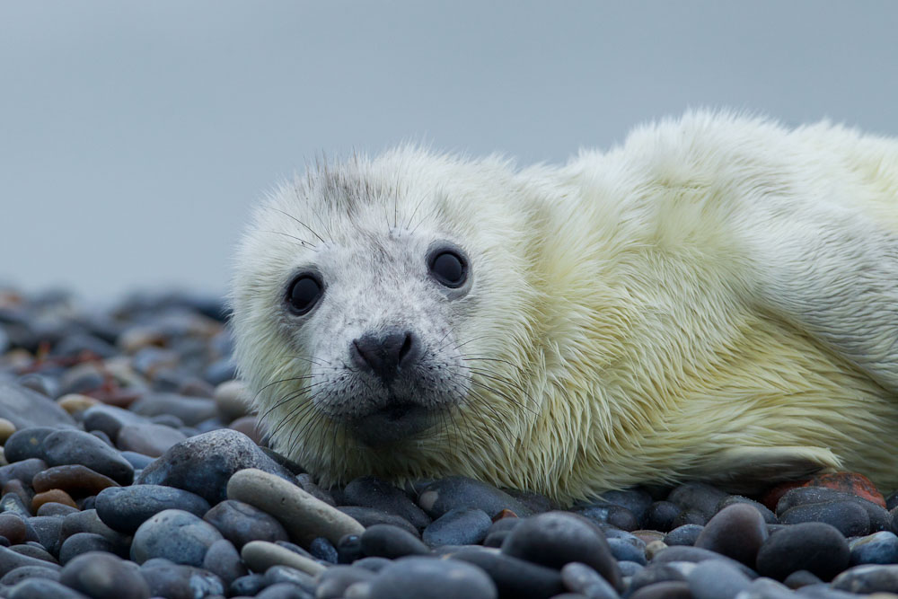 Kegelrobbe (Halichoerus grypus) die jüngste auf der Düne