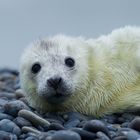 Kegelrobbe (Halichoerus grypus) die jüngste auf der Düne