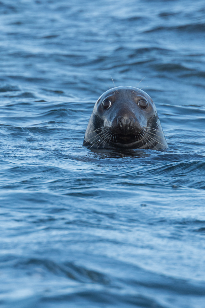 Kegelrobbe (Halichoerus grypus), Farne-Inseln, England