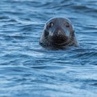 Kegelrobbe (Halichoerus grypus), Farne-Inseln, England