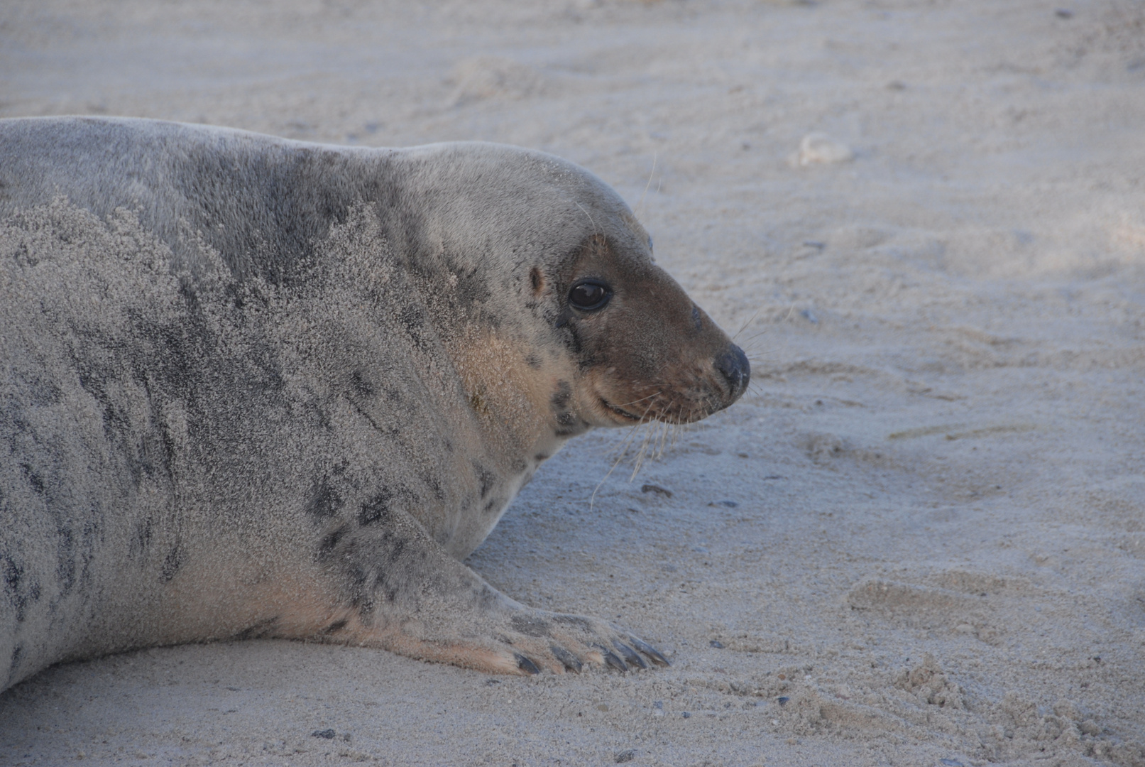 Kegelrobbe hat im Sand herumgerobbt