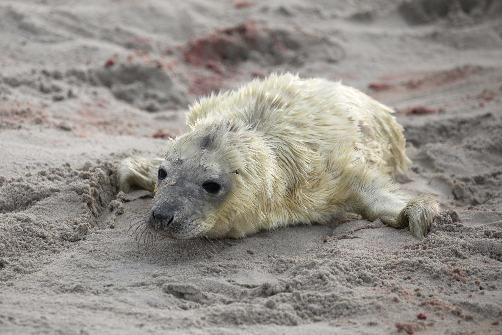 Kegelrobbe Helgoland