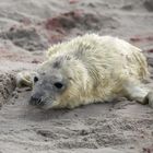 Kegelrobbe Helgoland