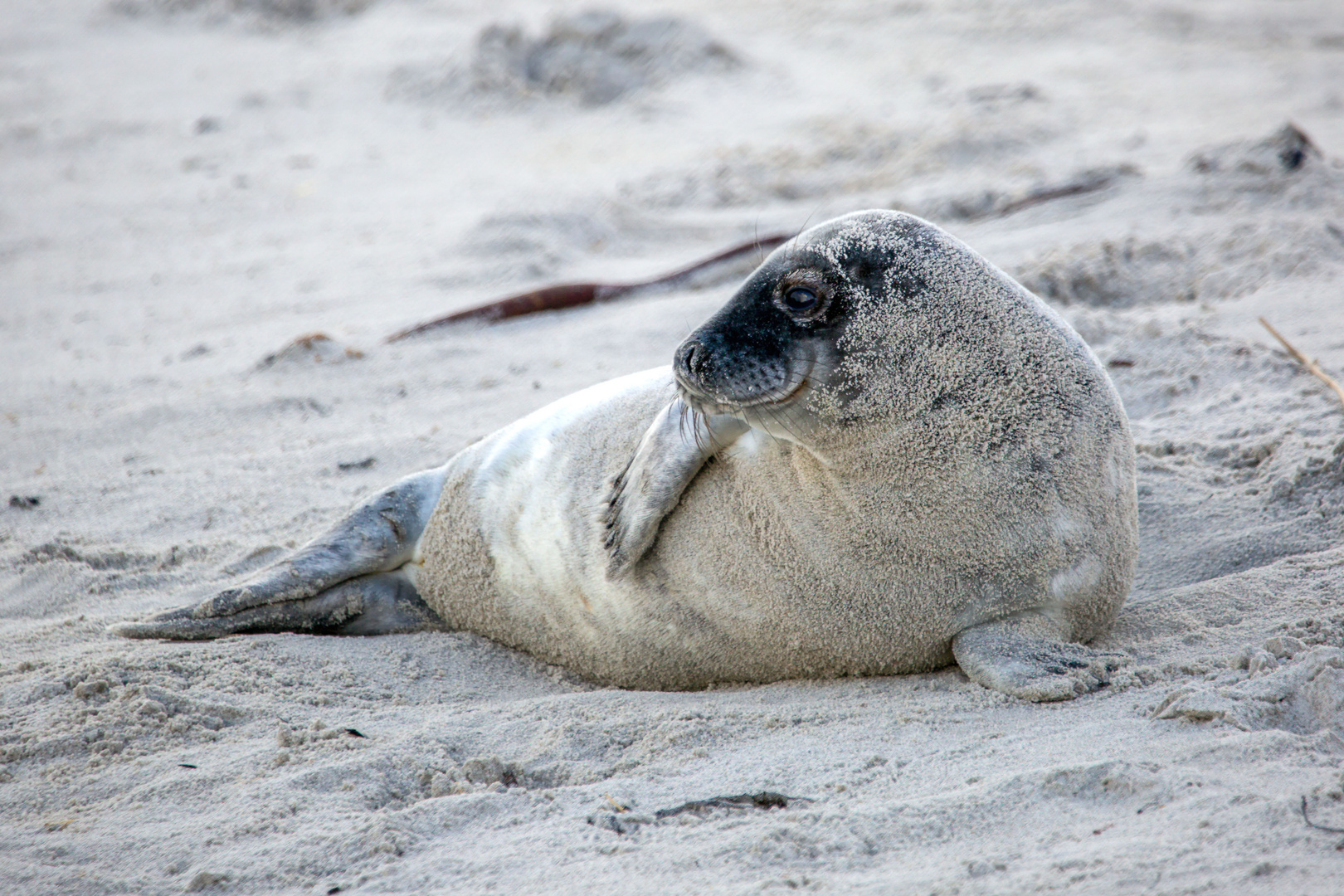 Kegelrobbe Helgoland 