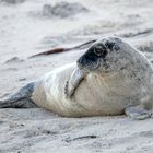 Kegelrobbe Helgoland 