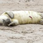 Kegelrobbe Helgoland