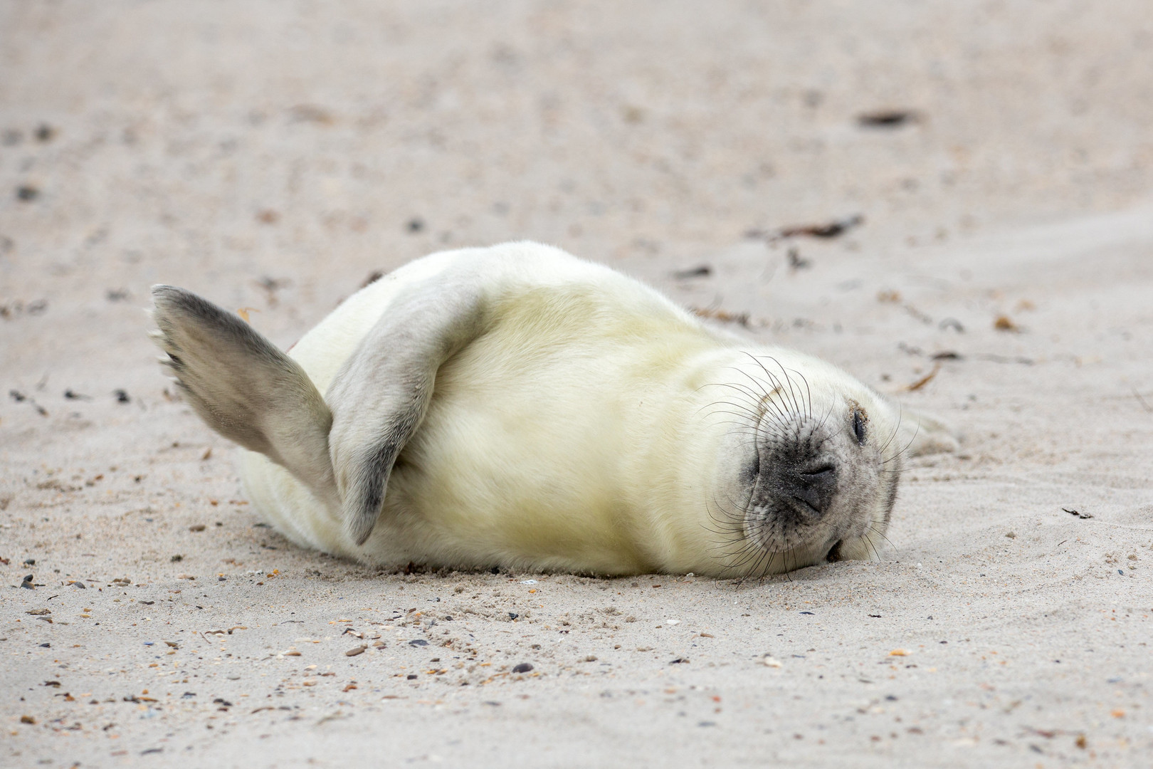 Kegelrobbe Helgoland 