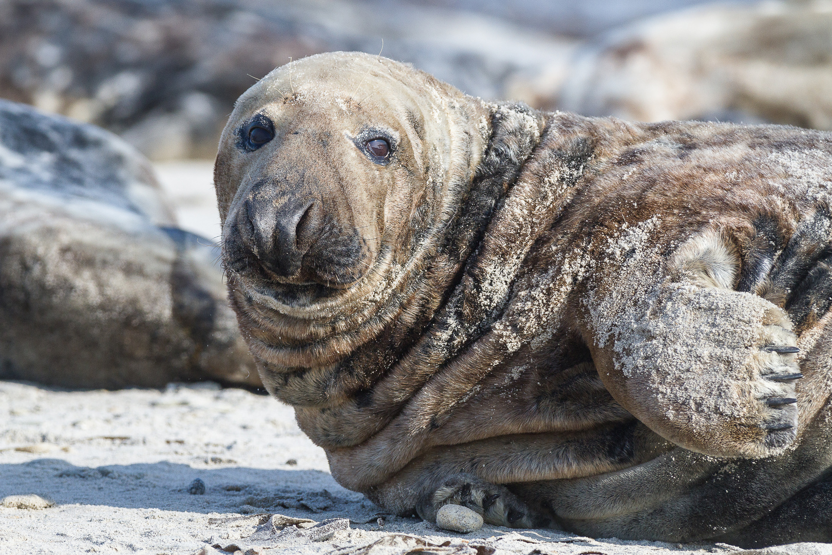 Kegelrobbe - Helgoland