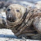 Kegelrobbe - Helgoland