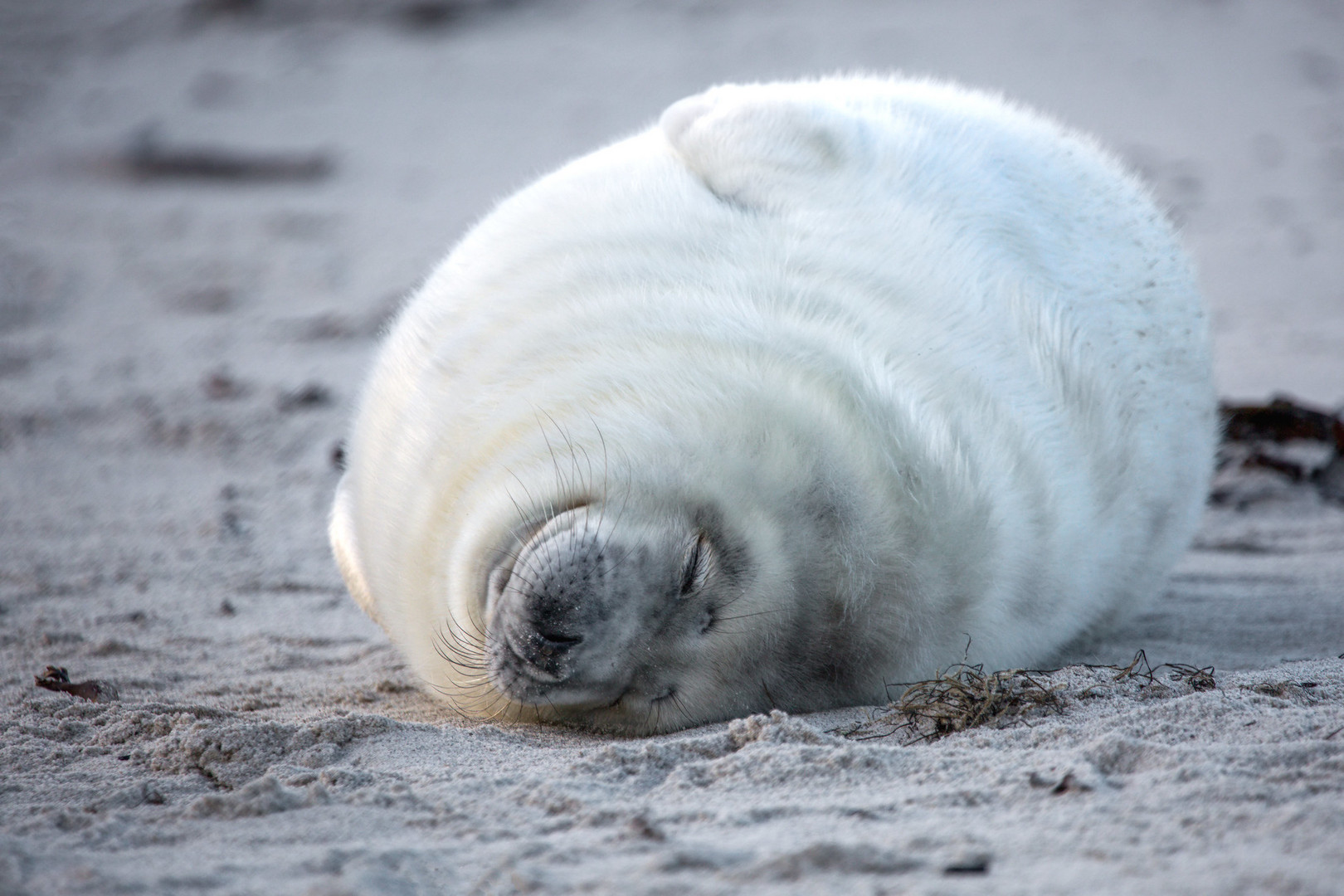 Kegelrobbe Helgoland 