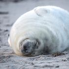 Kegelrobbe Helgoland 