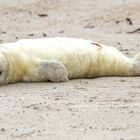 Kegelrobbe Helgoland 