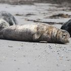 Kegelrobbe Helgoland