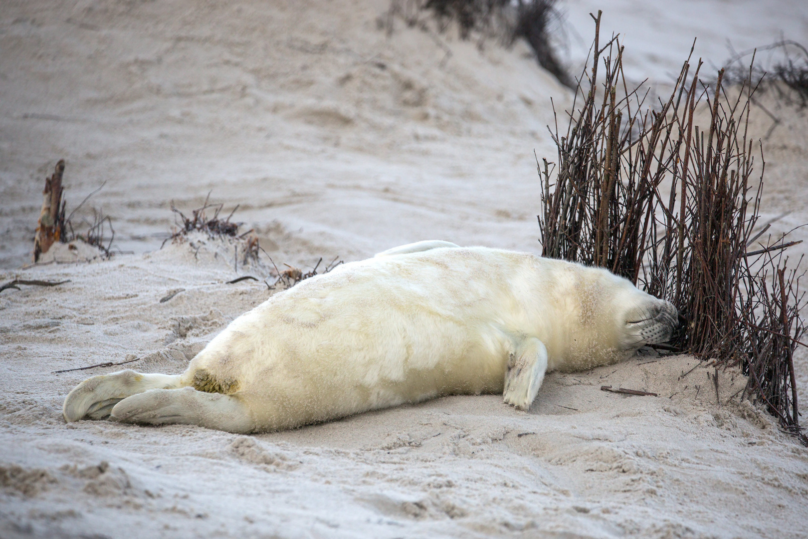 Kegelrobbe Helgoland 