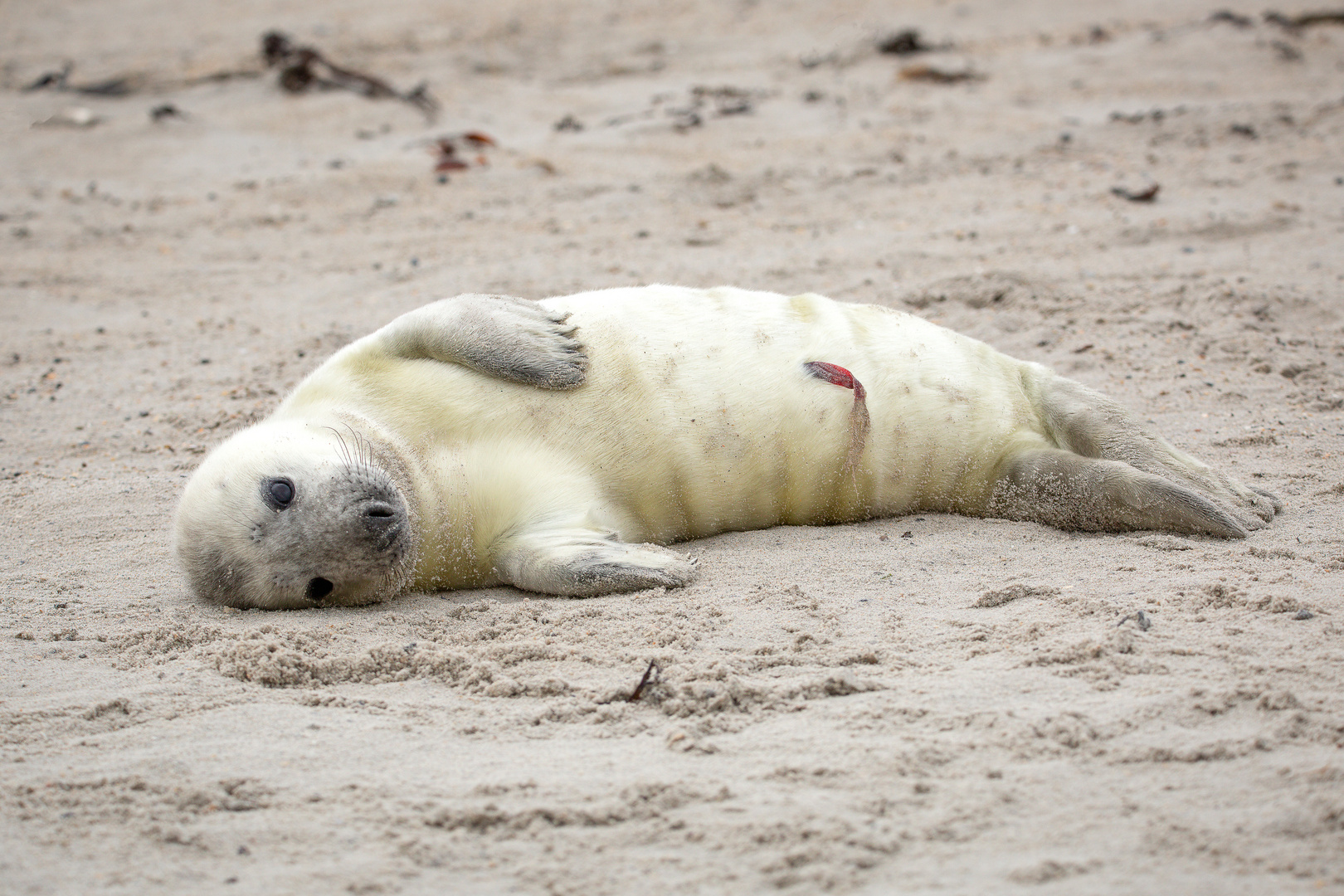 Kegelrobbe Helgoland