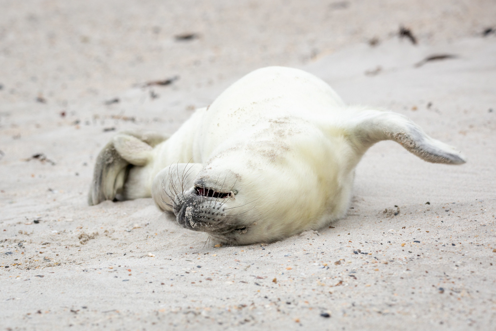 Kegelrobbe Helgoland