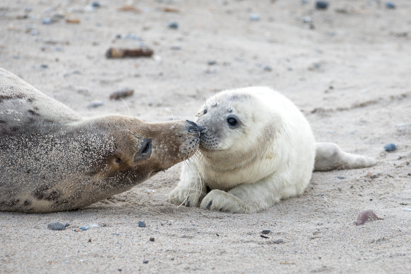 Kegelrobbe Helgoland