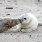 Kegelrobbe Helgoland