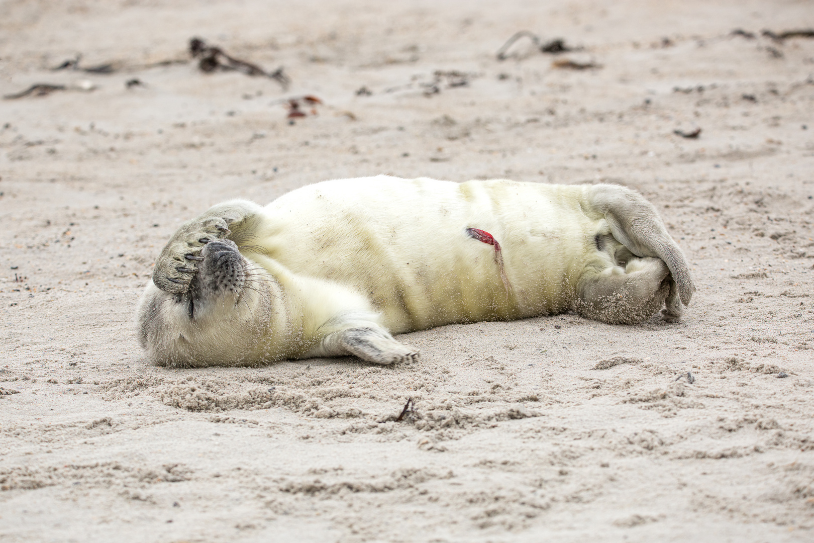 Kegelrobbe Helgoland