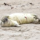 Kegelrobbe Helgoland