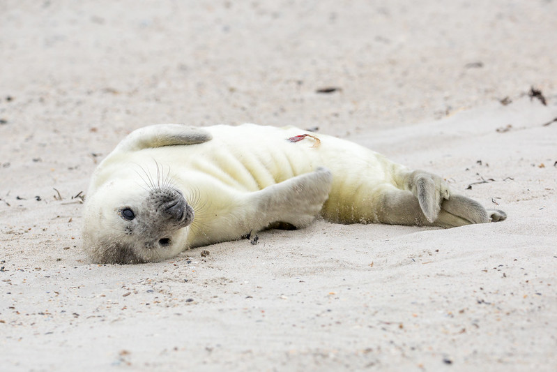 Kegelrobbe Helgoland 