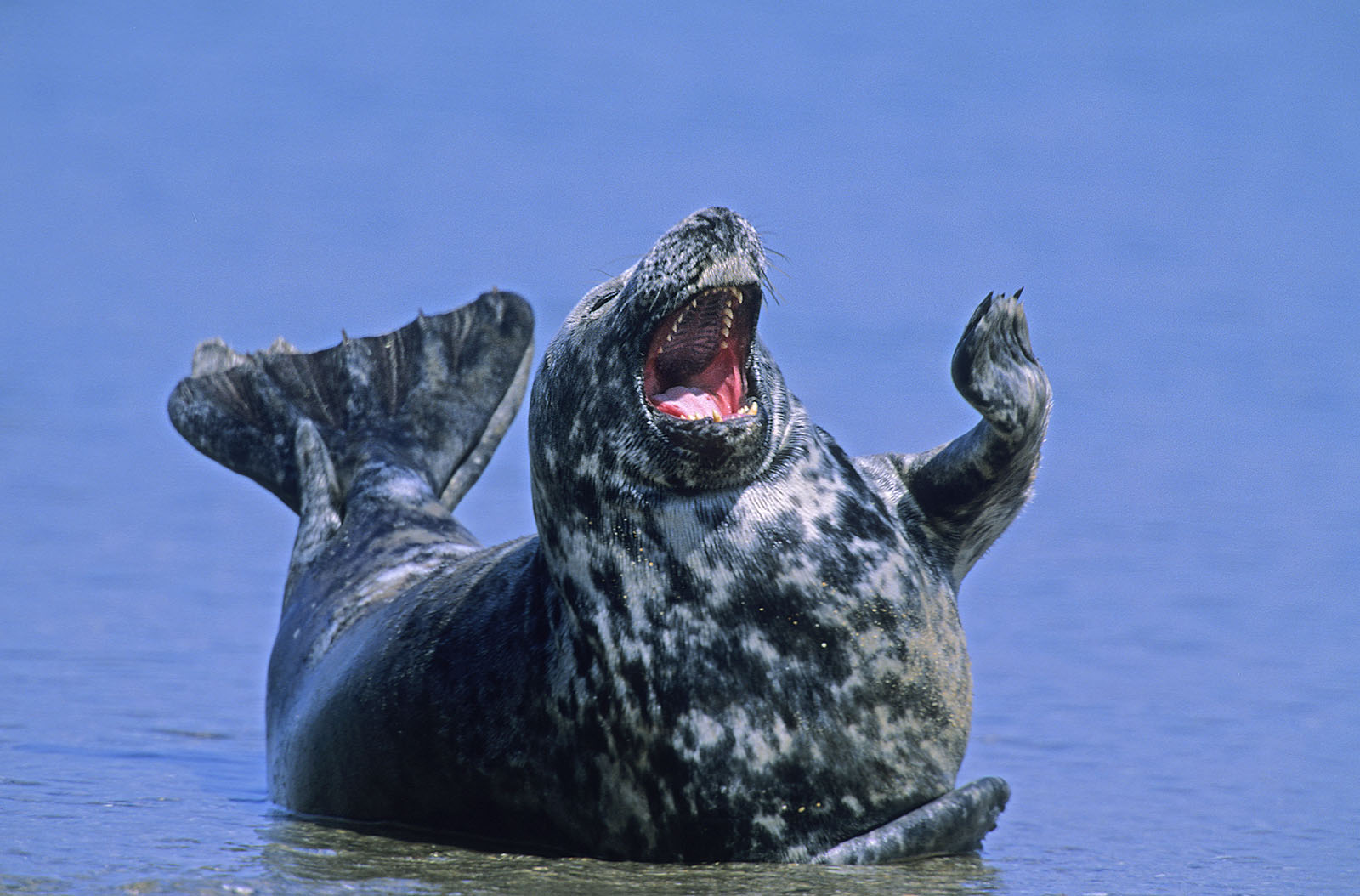 Kegelrobbe Helgoland