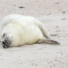 Kegelrobbe Helgoland 