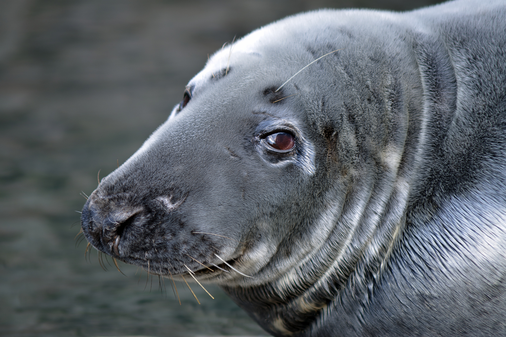 Kegelrobbe im Zoo Hagenbeck