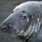 Kegelrobbe im Zoo Hagenbeck