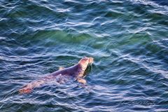 Kegelrobbe vor Helgoland (Grüße gehen raus an Justin!)