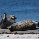 Kegelrobben am Nordstrand der Helgoländer Düne