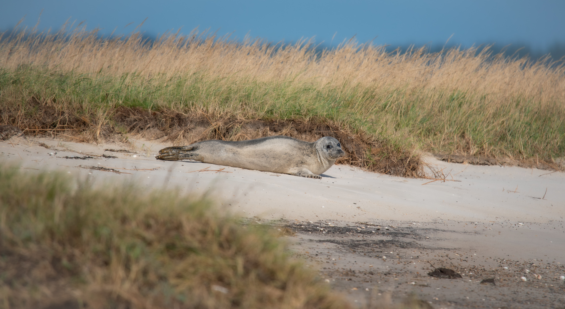 Kegelrobben am Skallinger Strand