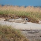 Kegelrobben am Skallinger Strand