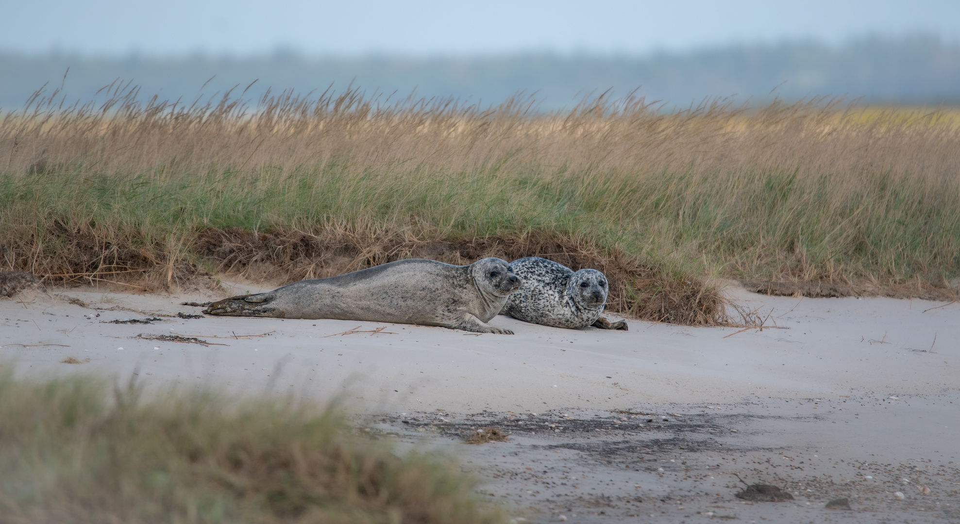 Kegelrobben am Skallinger Strand