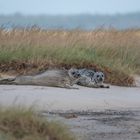 Kegelrobben am Skallinger Strand