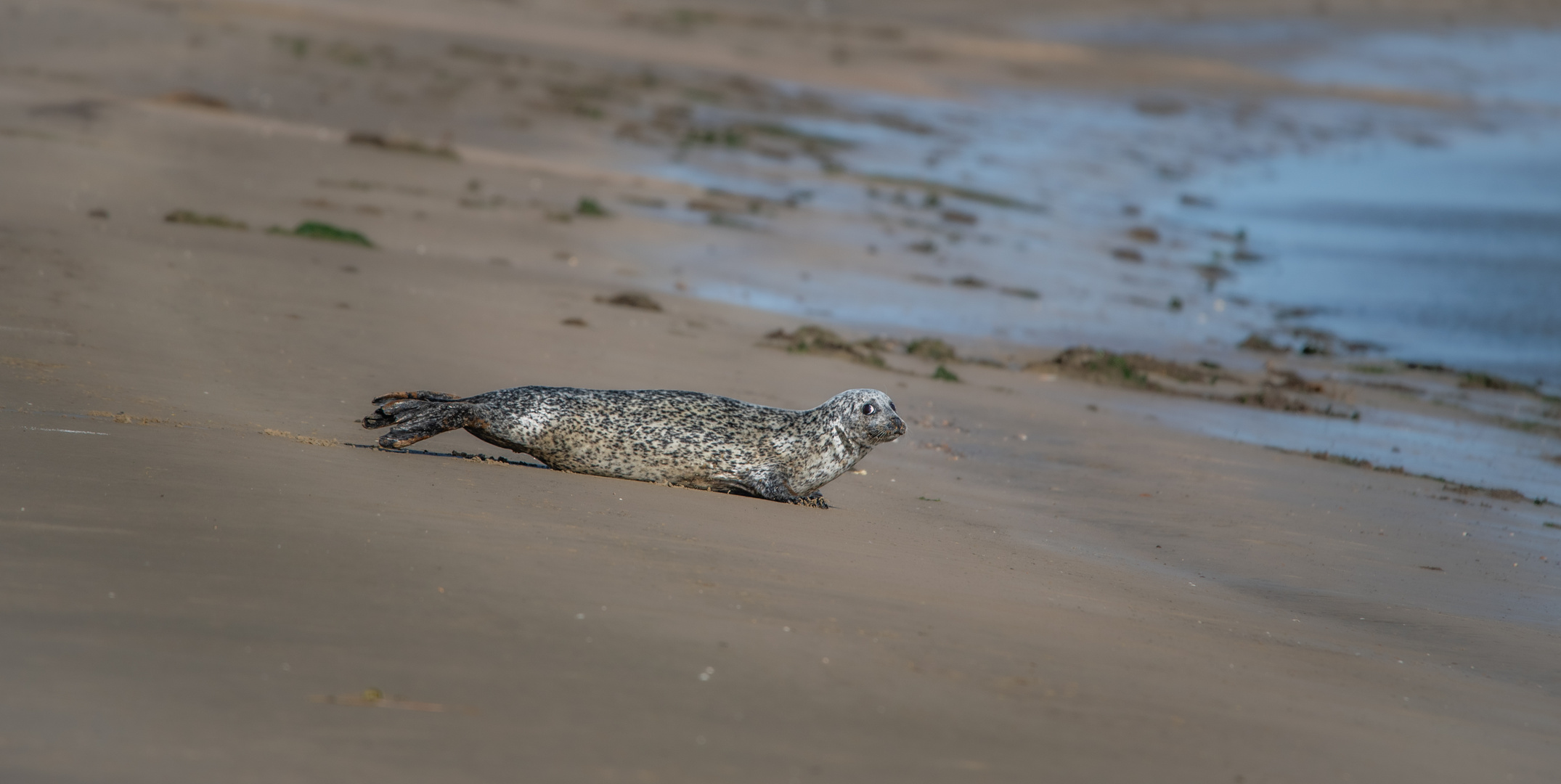 Kegelrobben am Skallinger Strand