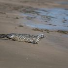 Kegelrobben am Skallinger Strand