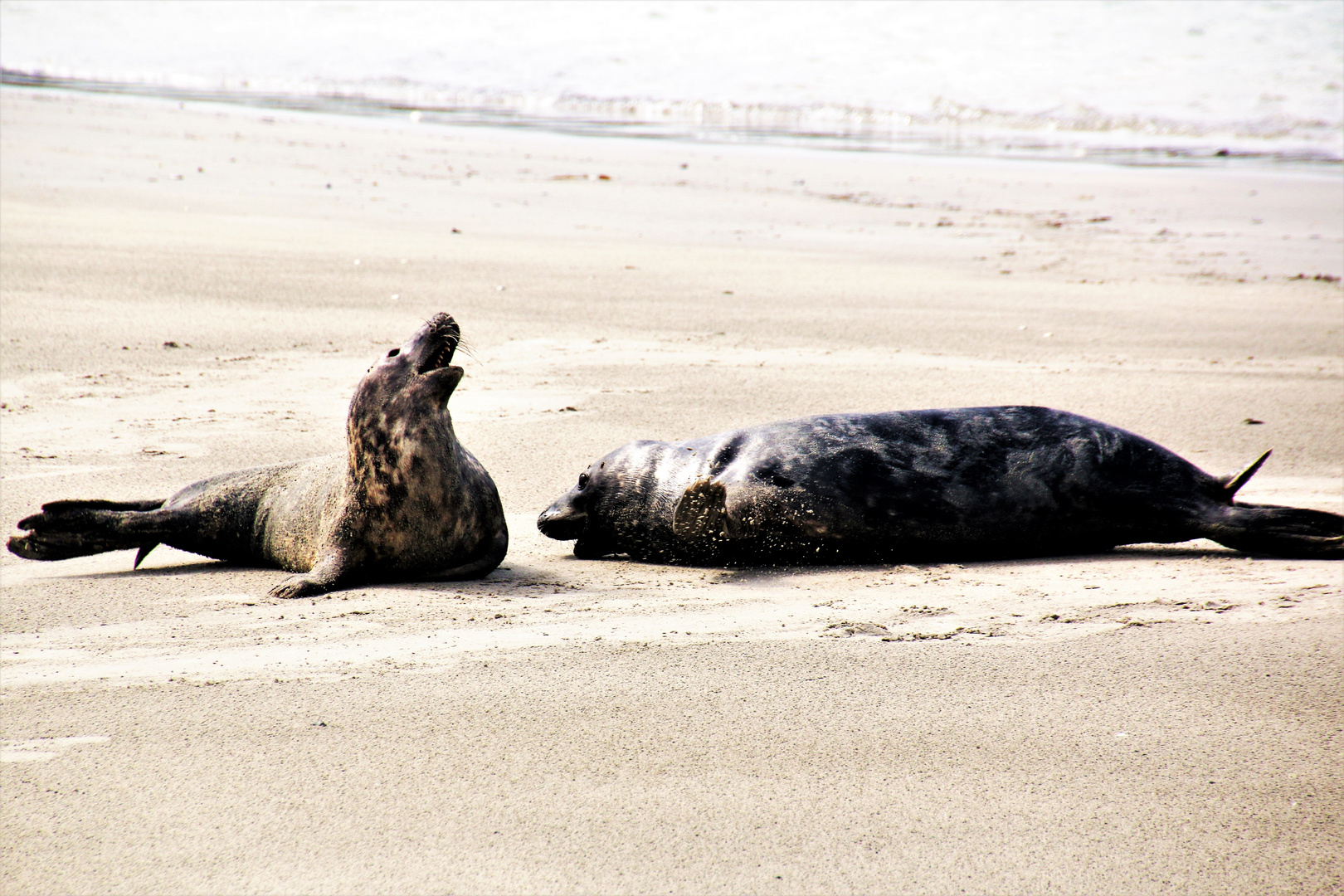 Kegelrobben an der Düne auf Helgoland