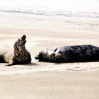 Kegelrobben an der Düne auf Helgoland