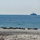 Kegelrobben an der Düne vor Helgoland