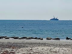 Kegelrobben an der Düne vor Helgoland