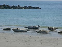 Kegelrobben auf der Düne (1)