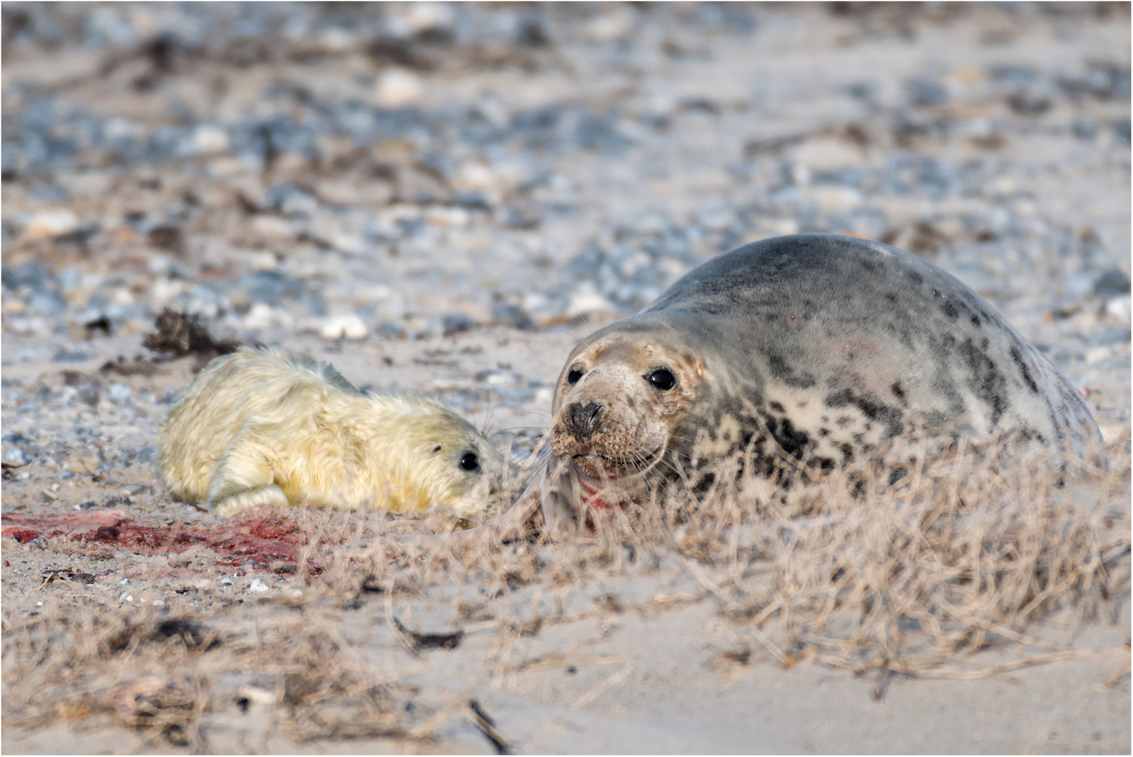 Kegelrobben auf Helgoland