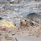 Kegelrobben auf Helgoland